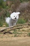 BICHON FRISE 269